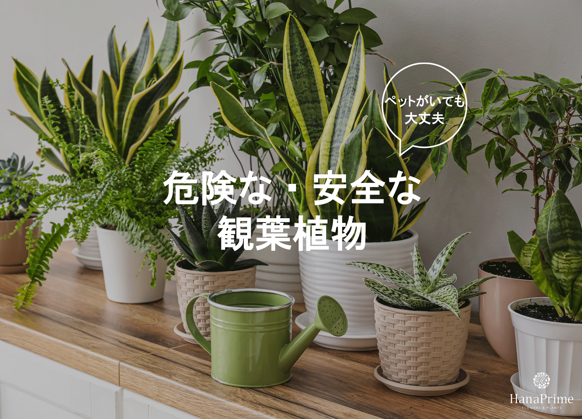 ペットがいても大丈夫な観葉植物