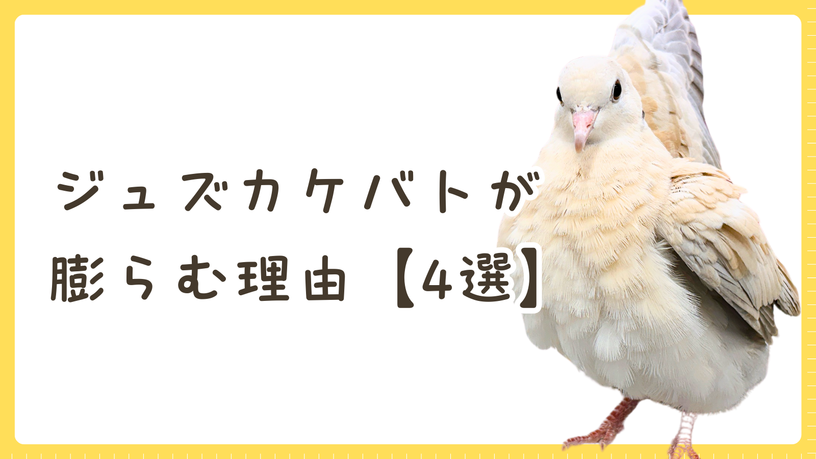 ジュズカケバトが身体を膨らませてるのは何のサイン？