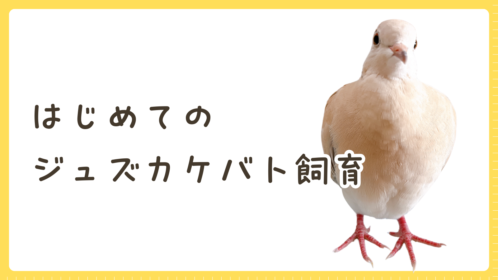 ジュズカケバトがやってきた！初めてのハト飼育スタート！