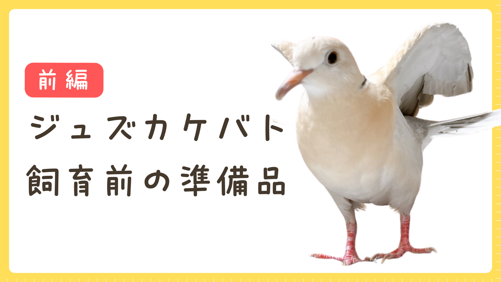 ジュズカケバトのお迎え準備レポ【前編】｜ハト飼育スタート