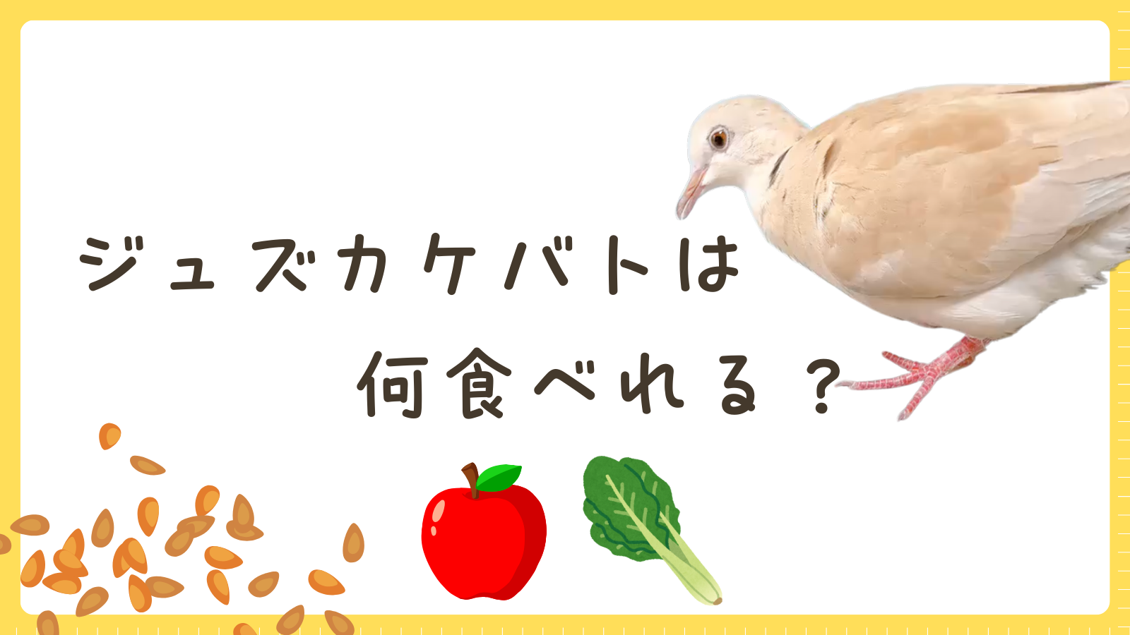 きなこもちのごはん事情♪ジュズカケバトって何を食べるの？｜ハト飼育ブログ