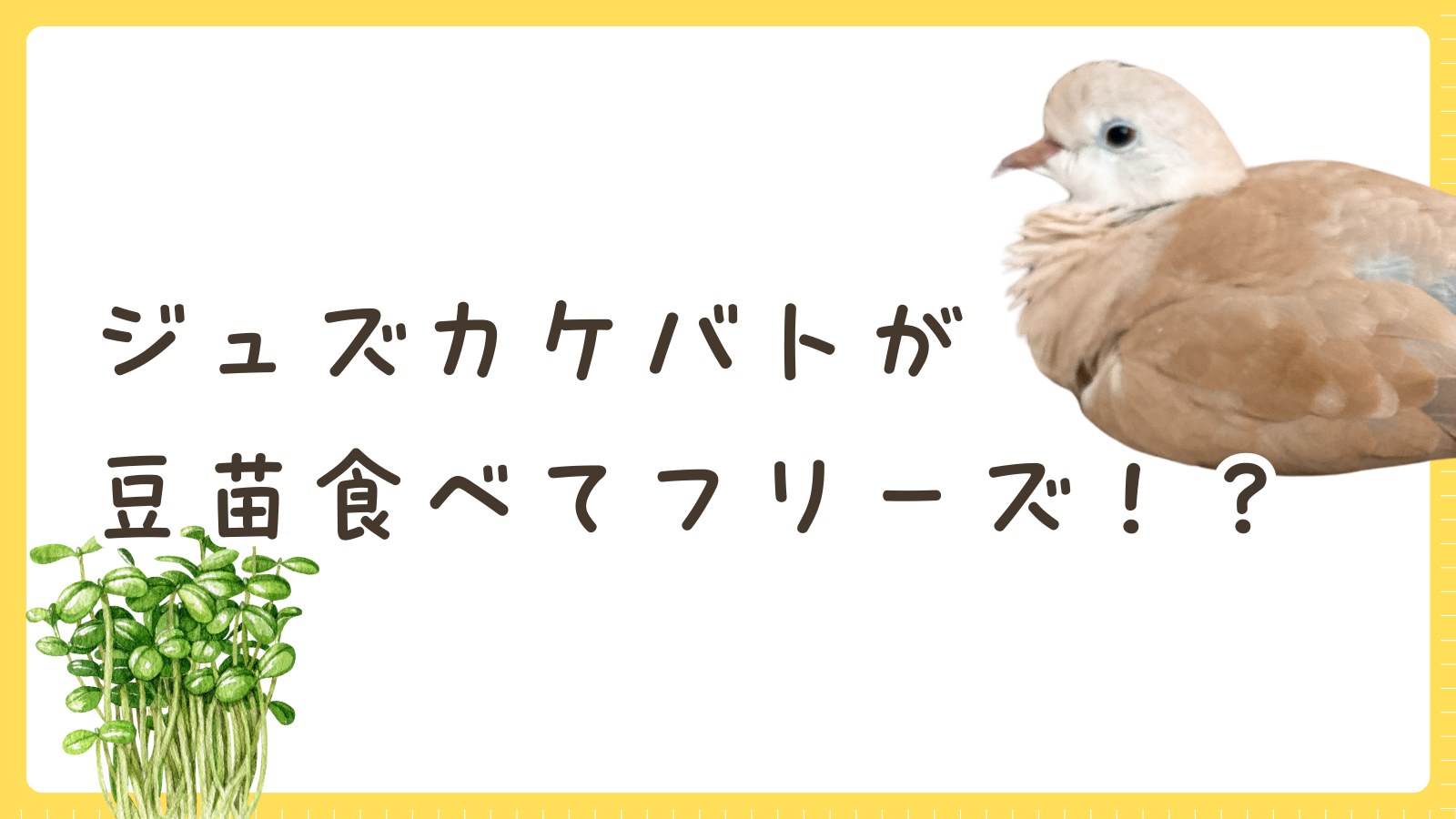 豆苗たべたら…きなこもち、なんだかフリーズ！？😳｜ジュズカケバト飼育日記