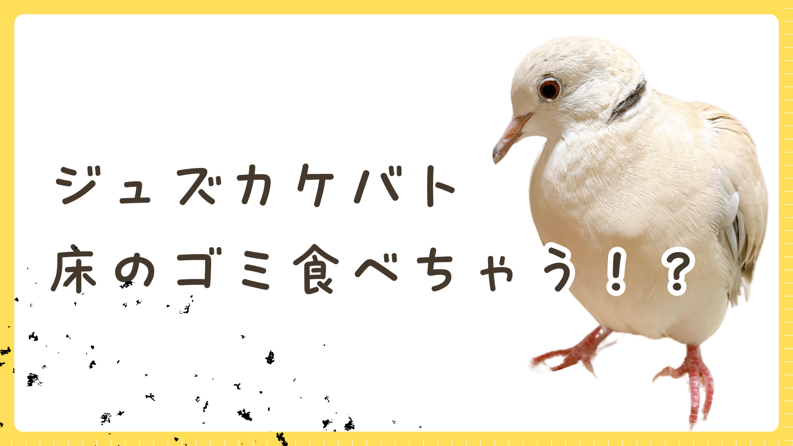 きなこもち、床のゴミをついばむ！？ その理由と対策は…｜ハト（ジュズカケバト）飼育ブログ