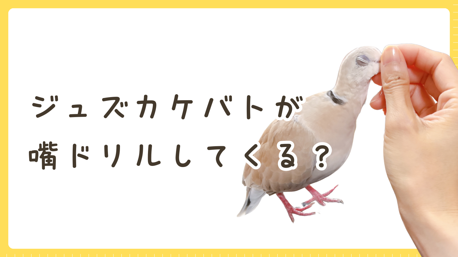 ジュズカケバトがくちばしを指で挟まれると、なんだか興奮しちゃうワケ｜ハト飼育ブログ