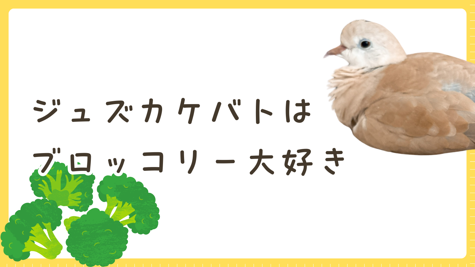ジュズカケバトのお野菜チャレンジ！ブロッコリーって食べていいの？｜ハト飼育ブログ