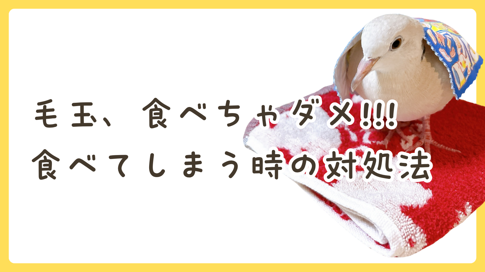 毛玉、食べちゃダメ！ジュズカケバトが布や衣類を啄んでしまう時の対処法｜ハト飼育ブログ