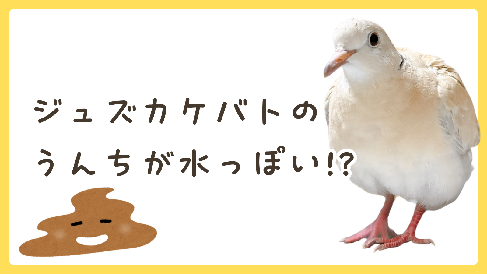 ジュズカケバトのうんちが水っぽい！？｜ハト飼育ブログ