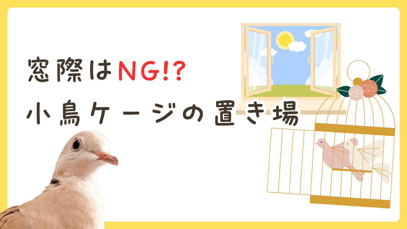 ジュズカケバトが夜に起きちゃう？ケージの置き場所は窓際NG❌