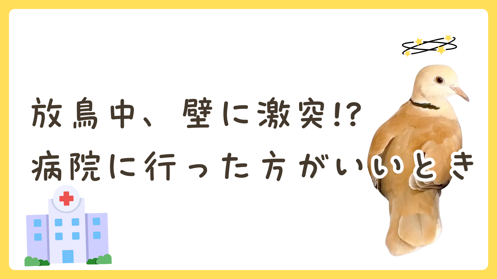 放鳥中、壁にぶつかっちゃった！？｜ハト飼育ブログ