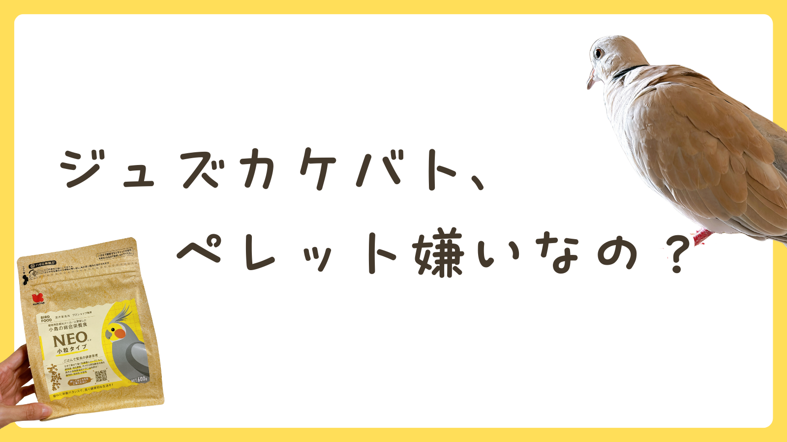 ジュズカケバト、ペレット食べないの？オススメメーカーを紹介｜ハト飼育ブログ