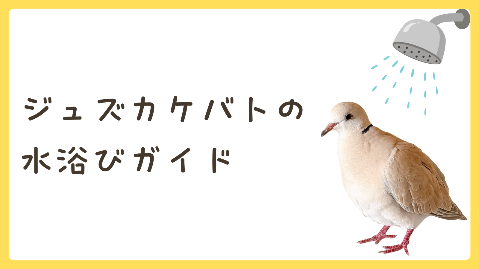 ジュズカケバトの水浴びガイド🛁 週2〜3回で健康＆リフレッシュ！