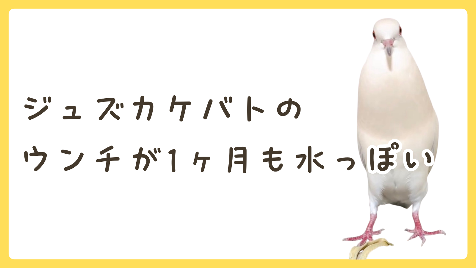 鳥さんのウンチが水っぽい？多尿？何週間も続く・・・？鳥の病院の先生に聞いてみた！